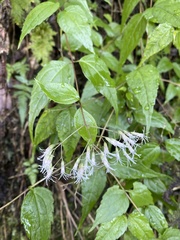 Eupatorium tashiroi