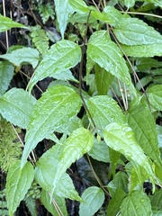 Eupatorium tashiroi