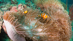 Amphiprion ocellaris