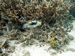 Rhinecanthus aculeatus