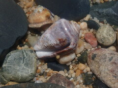 Conus coronatus