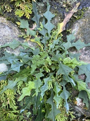 Ixeridium laevigatum