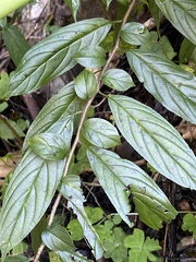 Rhamnus formosana