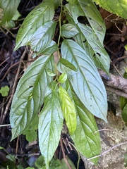Rhamnus formosana