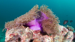 Heteractis magnifica