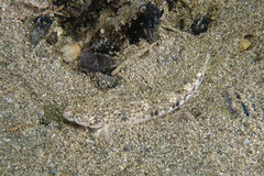Favonigobius
