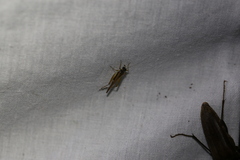 Pycnostictus seriatus