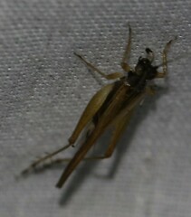 Pycnostictus seriatus