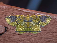 Yashmakia orsinephes