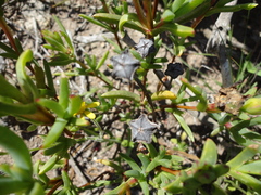 Lampranthus aureus