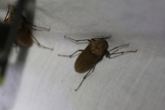 Trigonodera