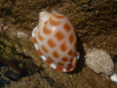 Phalium areola