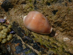 Erronea subviridis