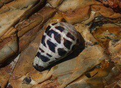 Conus ebraeus