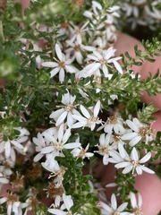Olearia ramulosa