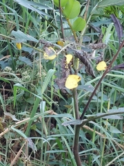 Eurema blanda