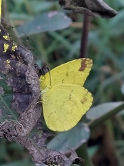 Eurema blanda