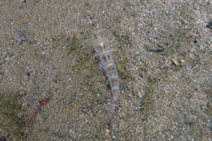 Favonigobius