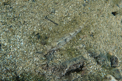 Favonigobius