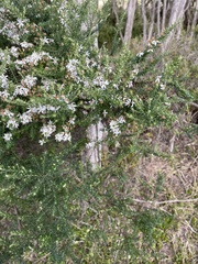 Olearia ramulosa