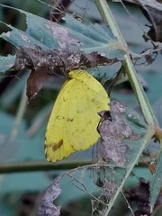 Eurema blanda