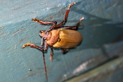 Agrianome spinicollis