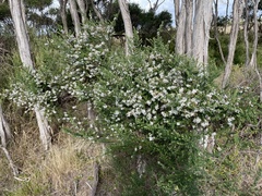 Olearia ramulosa