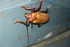 Agrianome spinicollis