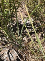 Lomandra multiflora dura