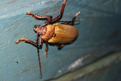 Agrianome spinicollis