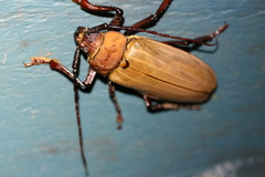 Agrianome spinicollis