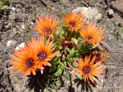 Cleretum bellidiforme