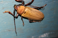 Agrianome spinicollis