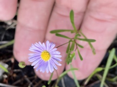 Brachyscome multifida