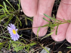 Brachyscome multifida