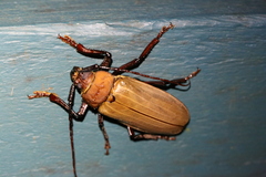 Agrianome spinicollis