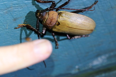 Agrianome spinicollis