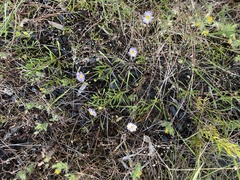 Brachyscome multifida