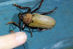 Agrianome spinicollis