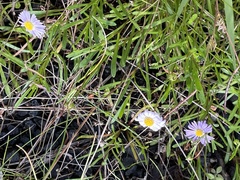 Brachyscome multifida