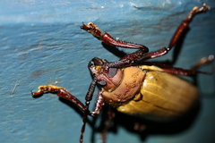 Agrianome spinicollis