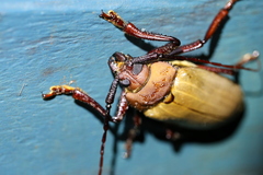 Agrianome spinicollis