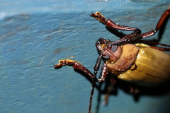 Agrianome spinicollis