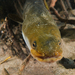 Short-finned Eel - Photo (c) lcolmer, some rights reserved (CC BY-NC), uploaded by lcolmer