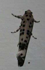 Ethmia clytodoxa