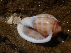 Phalium areola