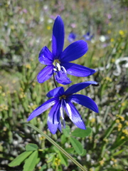 Geissorhiza lewisiae