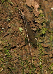 Chorismagrion risi