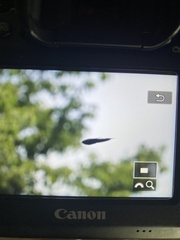 Psalidoprocne pristoptera