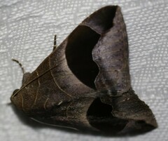 Bastilla